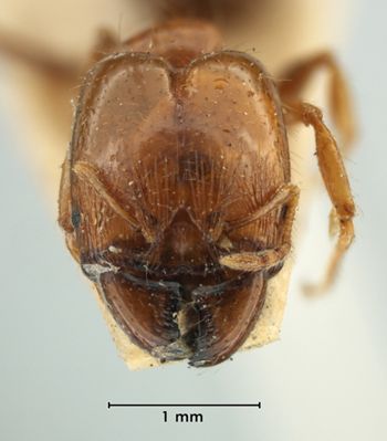 Media type: image;   Entomology 31100 Aspect: head frontal view